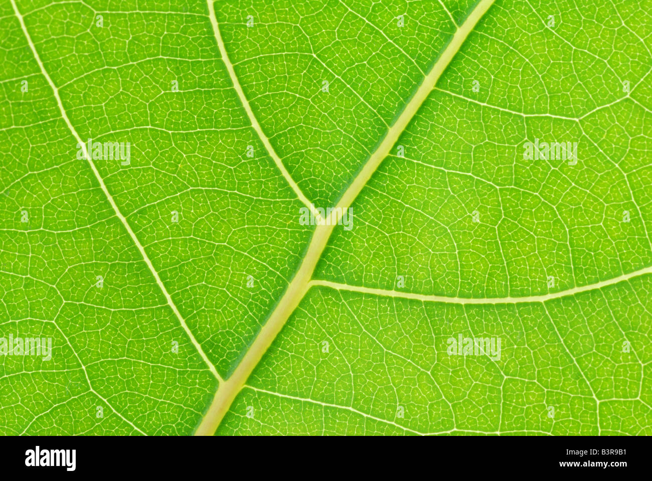 leaf vein Stock Photo