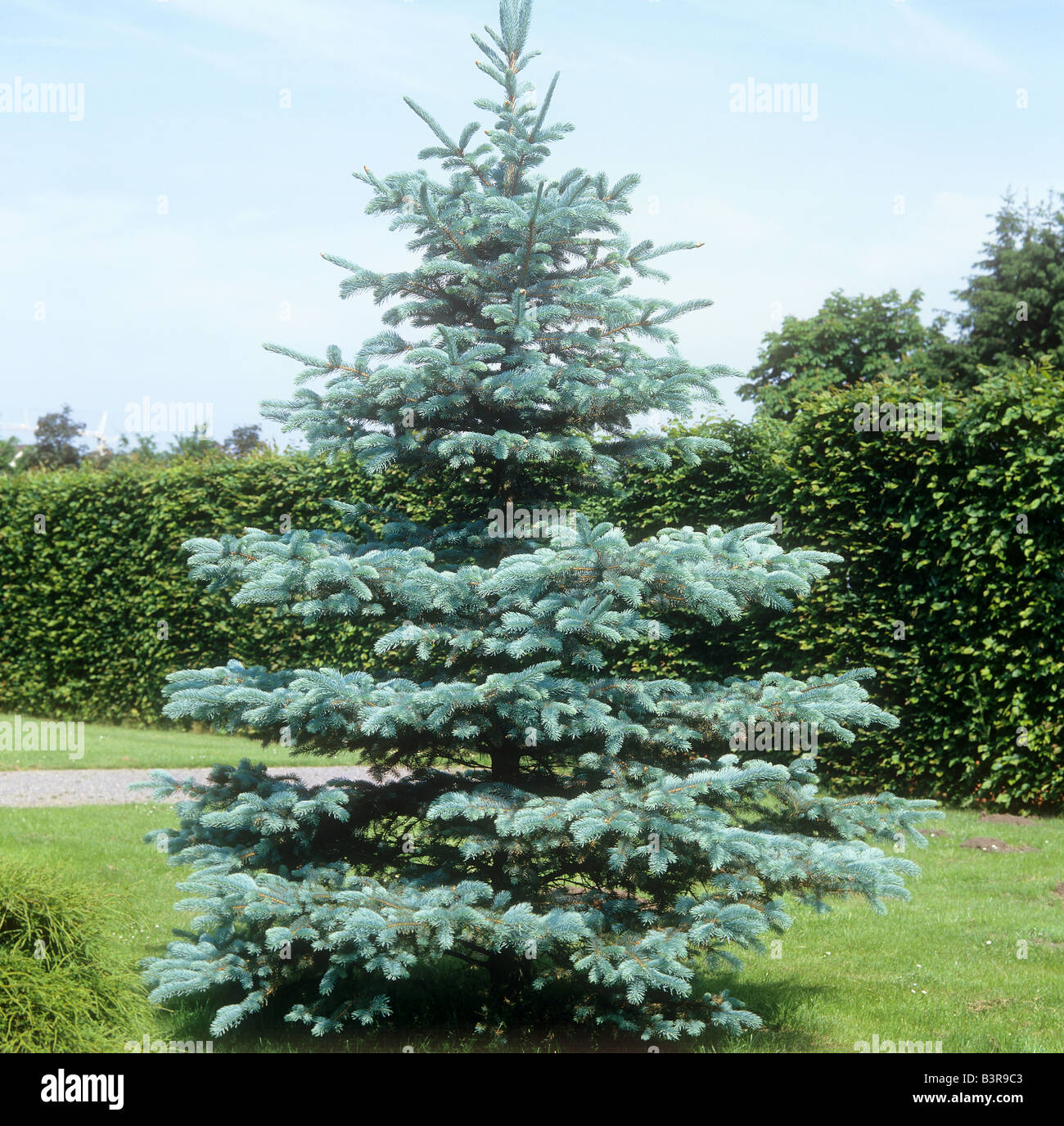 Colorado Blue Spruce / Picea pungens Stock Photo