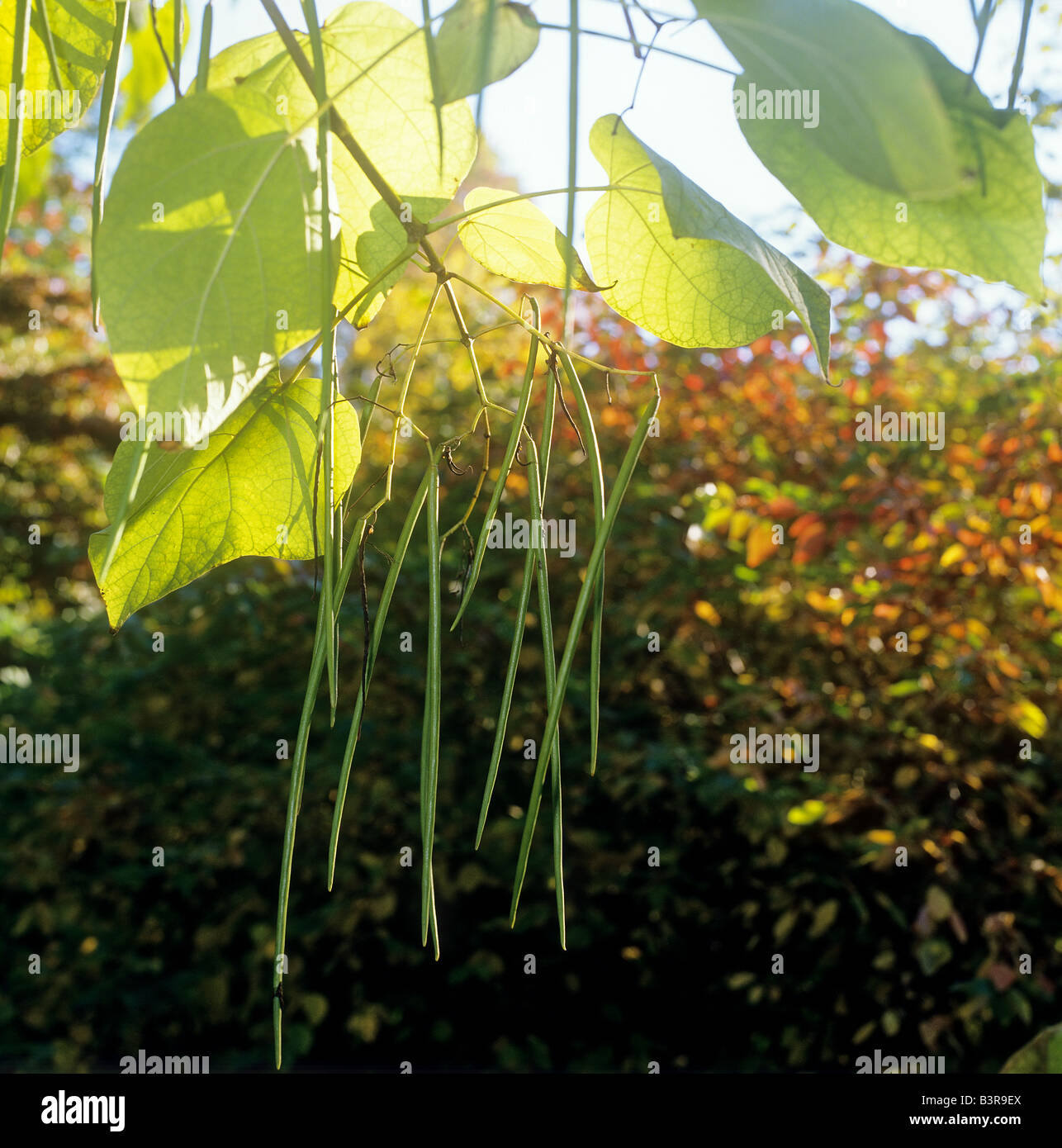 buy a juul charger near me Catalpa fruit leaves catalpa bignonioides hi-res stock photography and  images