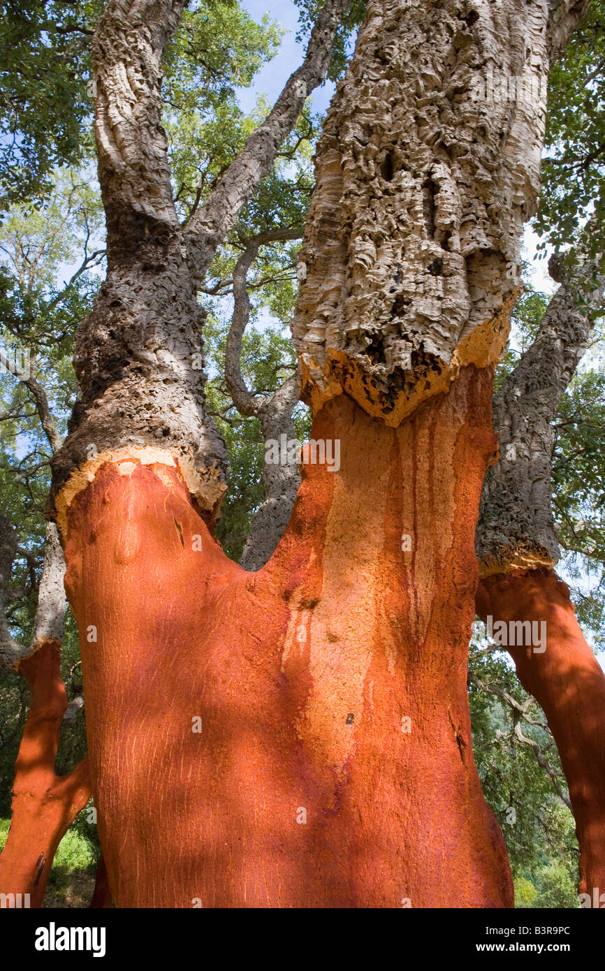 Cork Tree Wood Mediterranean Stock Photo Alamy