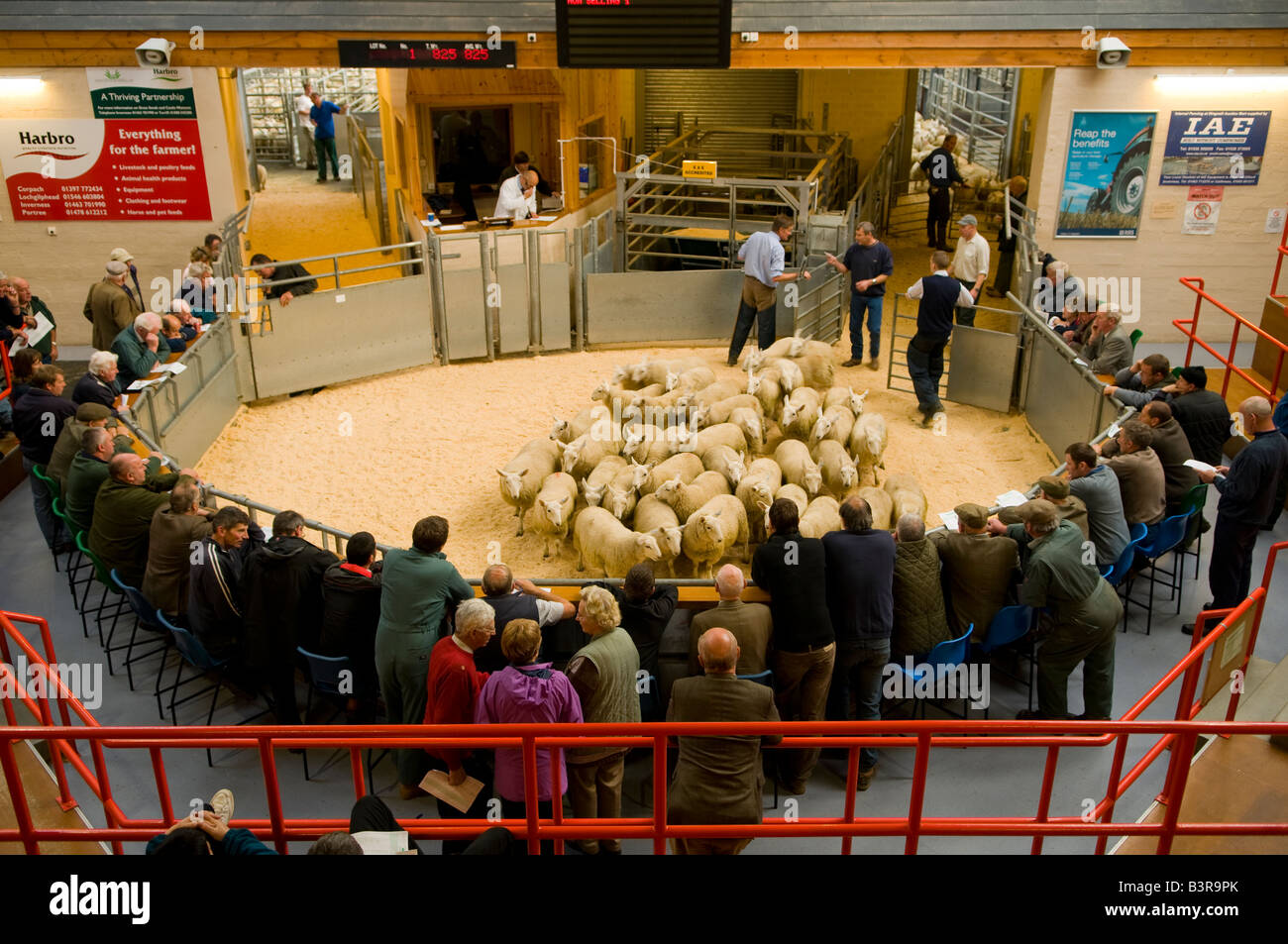 Sale of Cheviot Spring Lambs at Dingwall Mart, Scotland Stock Photo Alamy