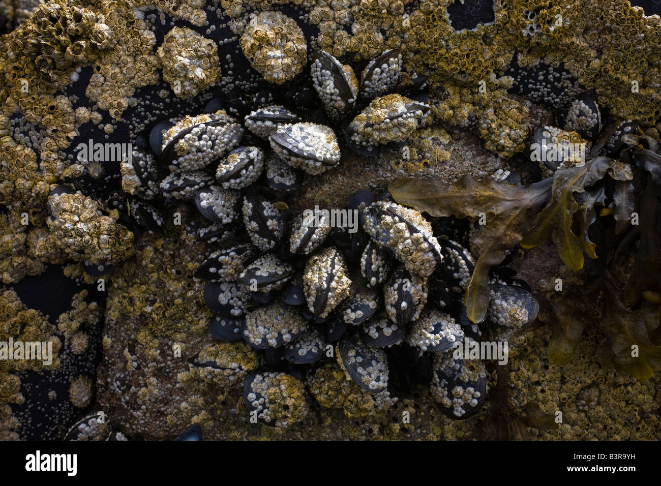 limpets mussels and seaweed growing on a rock at the seaside, Largs