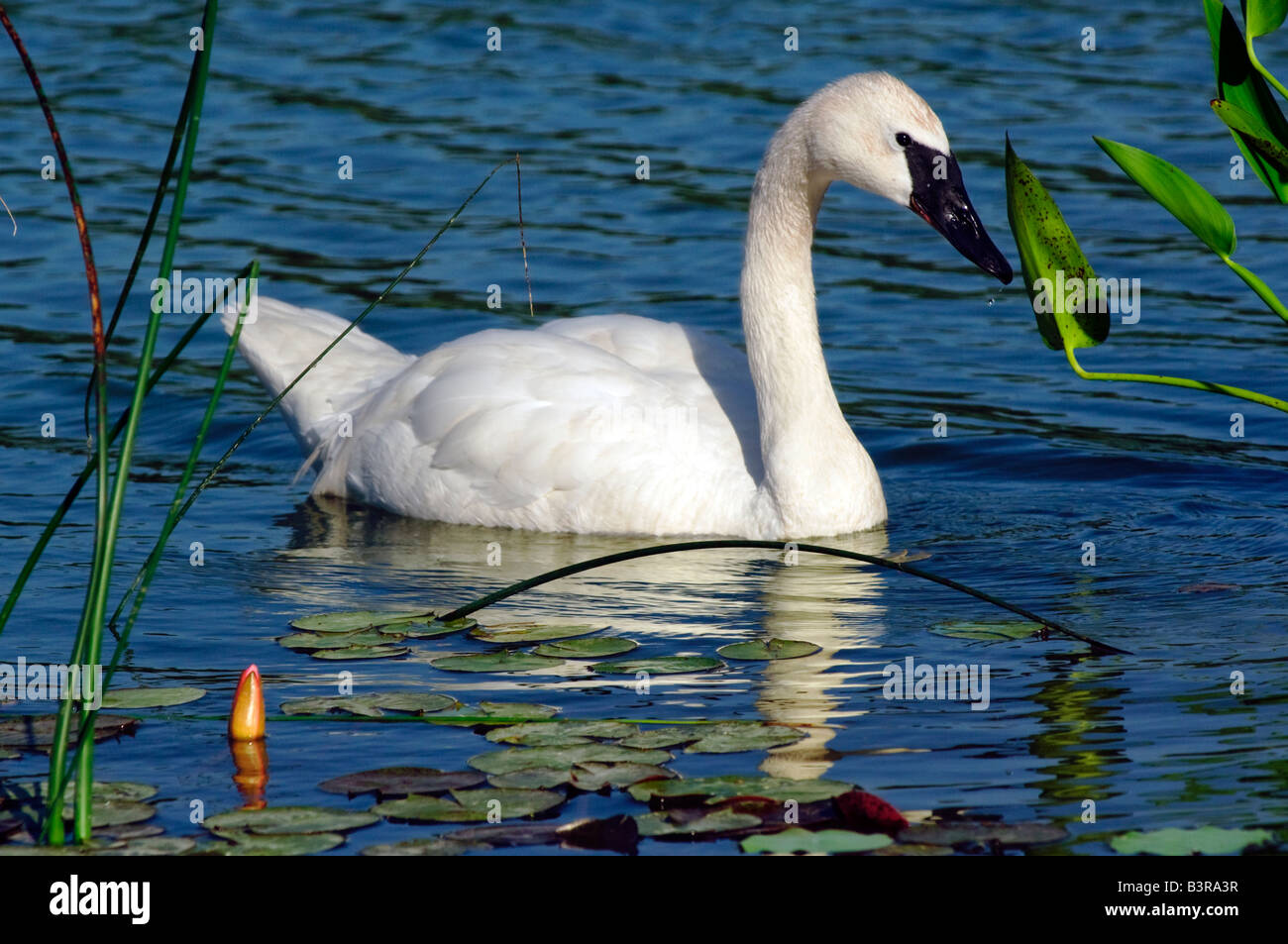 Swimming white swan in a pond Stock Photo - Alamy