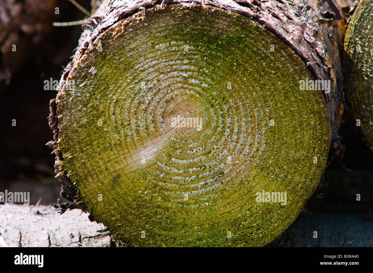 Age rings on pine log Stock Photo Alamy