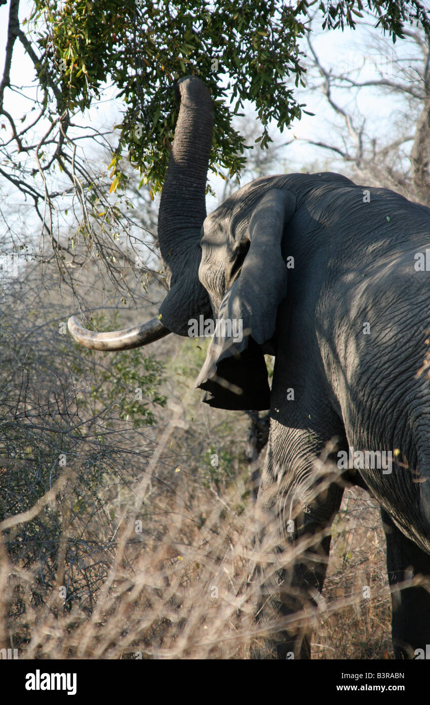 An African elephant with large tusks eating leaves from a tree Stock Photo