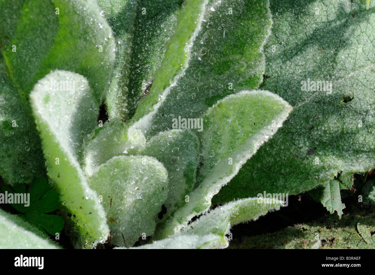 Great Mullein - Aaron's Rod Stock Photo