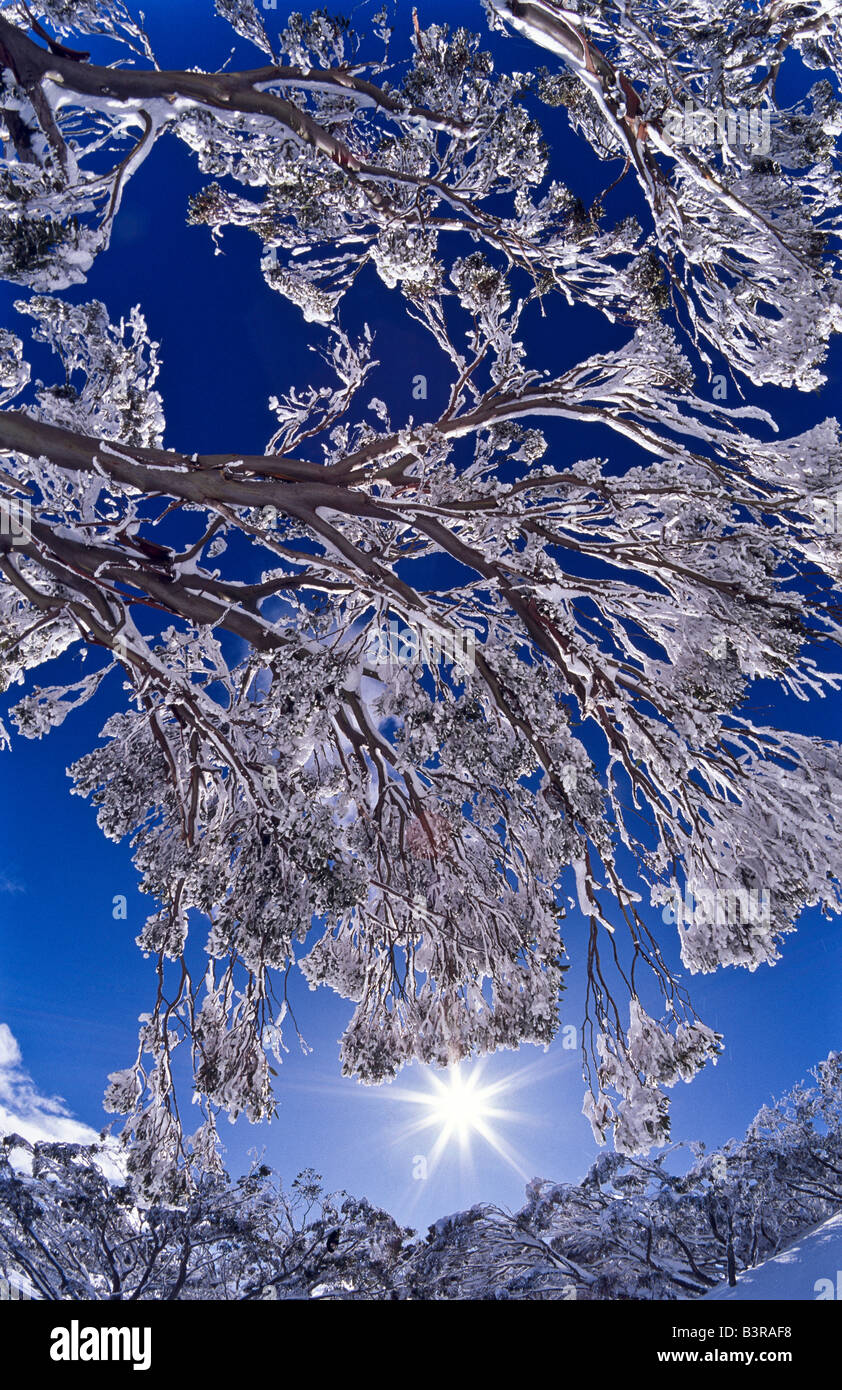 Snow covered trees, Australia Stock Photo