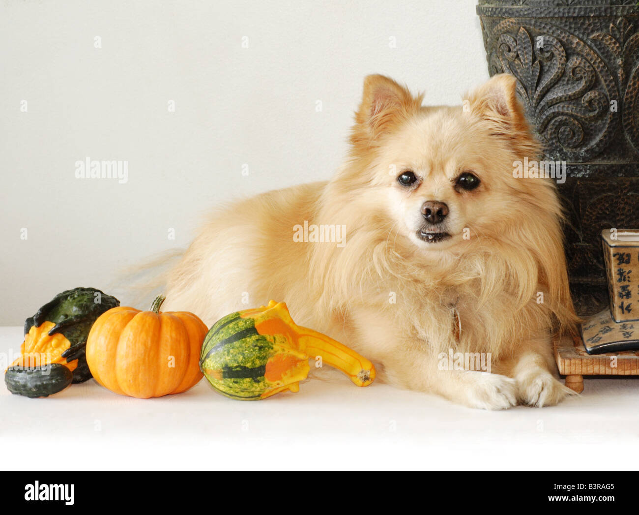 Pomeranian dog sitting among pumpkin and squash Stock Photo