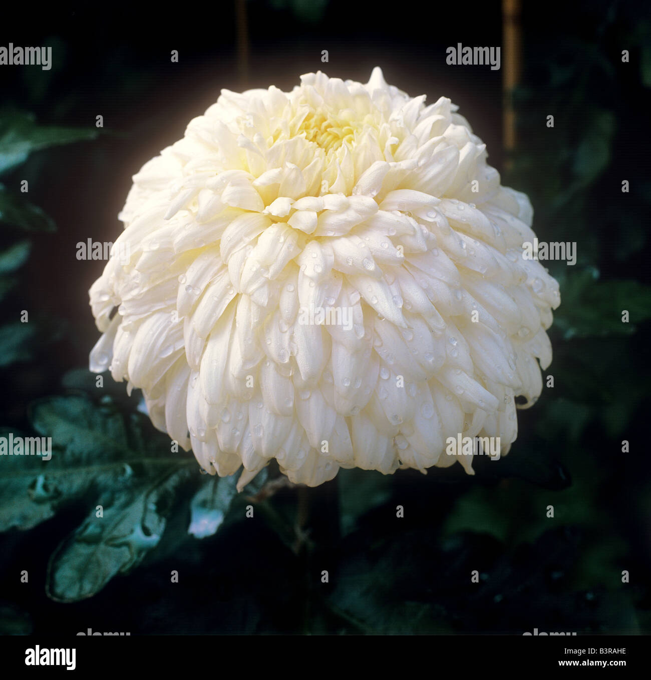 Chrysanthemum blossom / Chrysanthemum Stock Photo Alamy