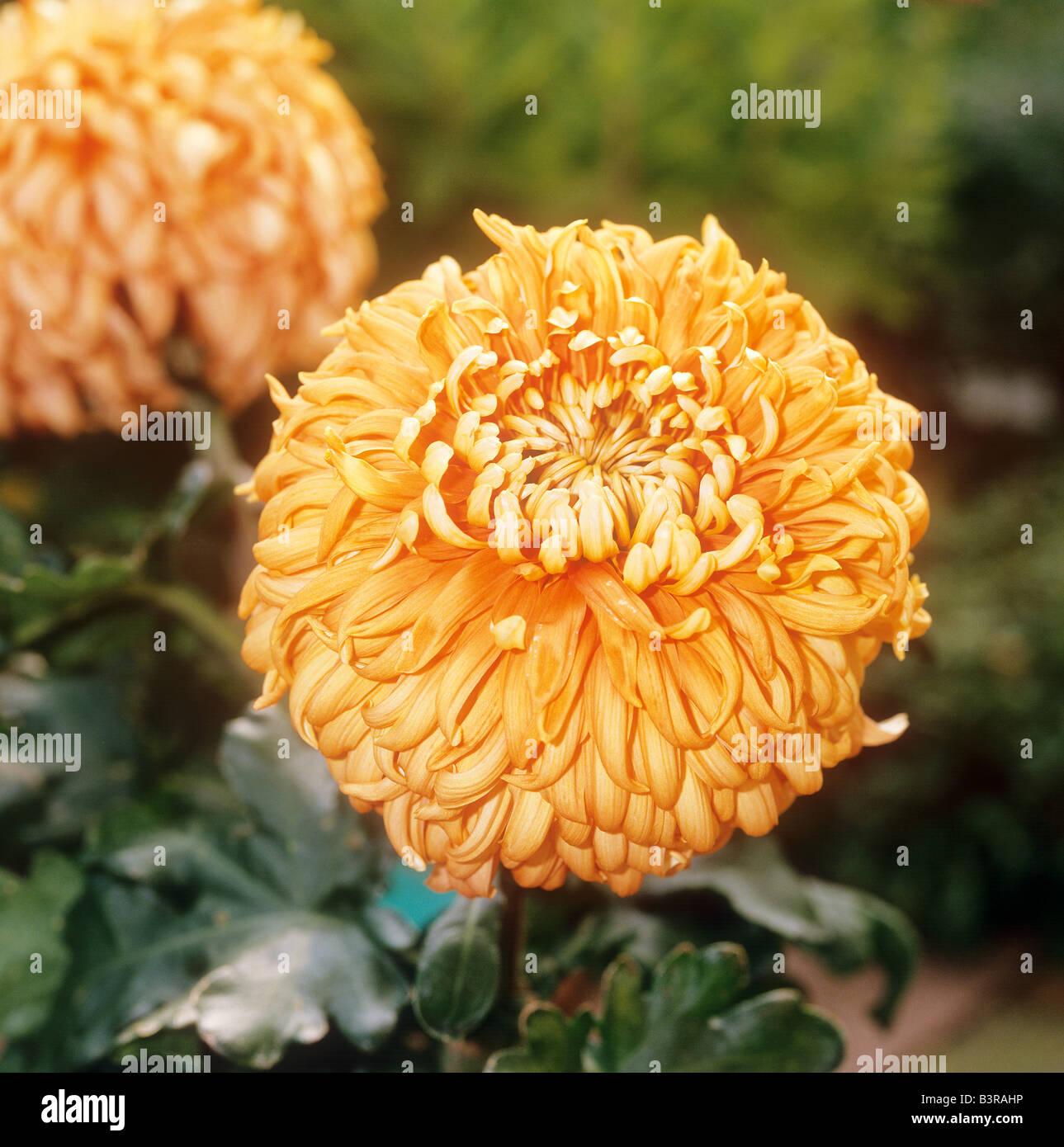 Chrysanthemum - blossom / Chrysanthemum Stock Photo