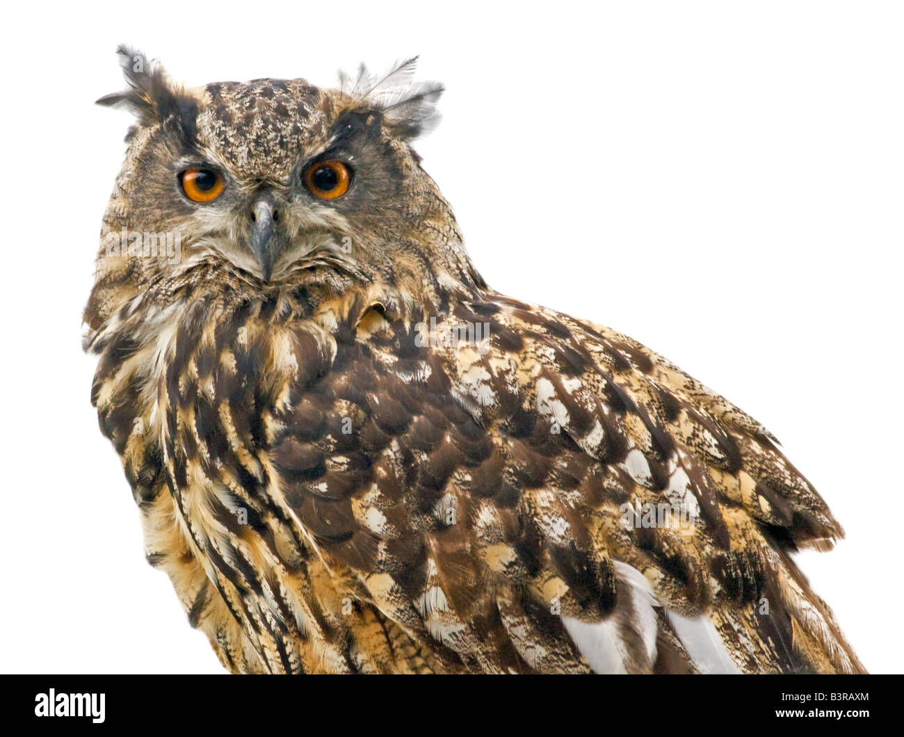 eurasian eagle owl bubo bubo