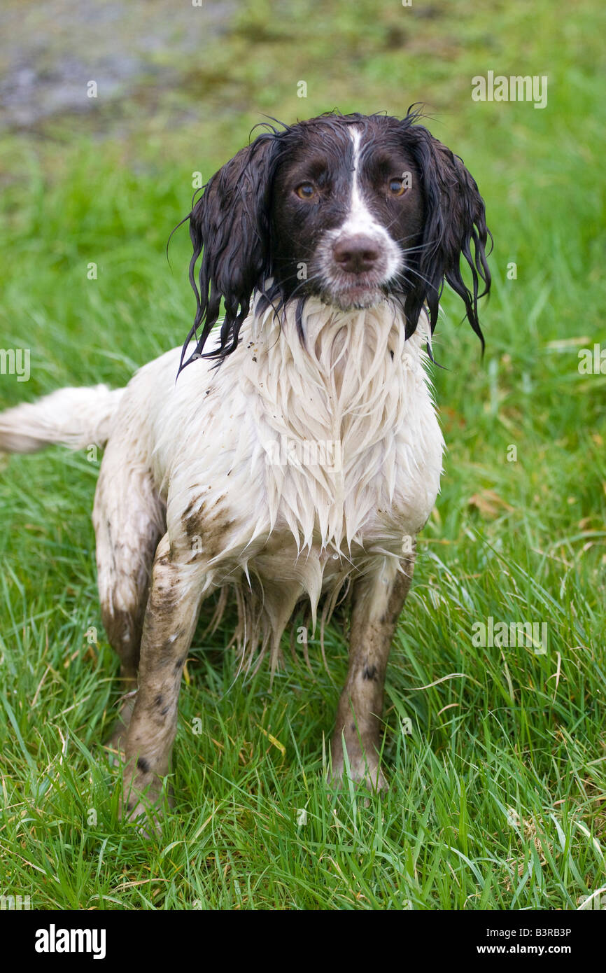 Springer spaniel hotsell working dog