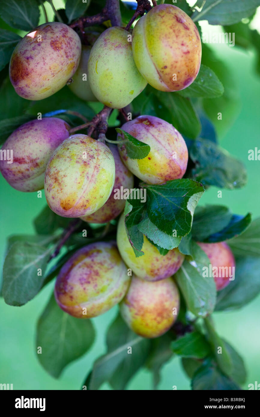 Prunus, Victoria plums ripening in an English orchard Stock Photo