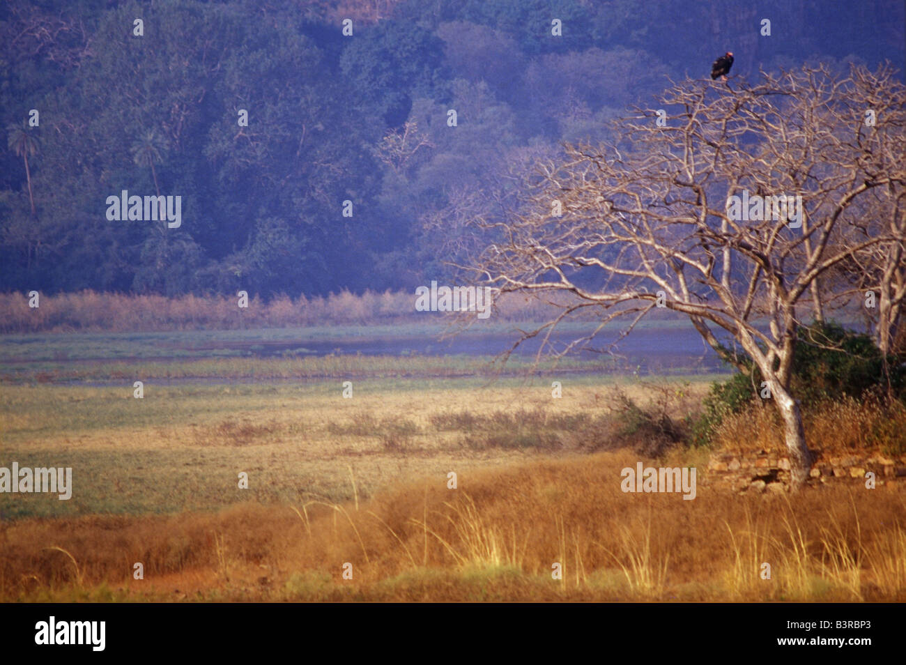 A view of the forest,lake early morning and a King vulture on the tree. Stock Photo