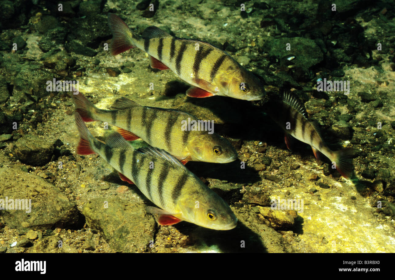 Three Perch. Stoney Cove. Leicestershire England. Freshwater fish in UK inland waters. Stock Photo