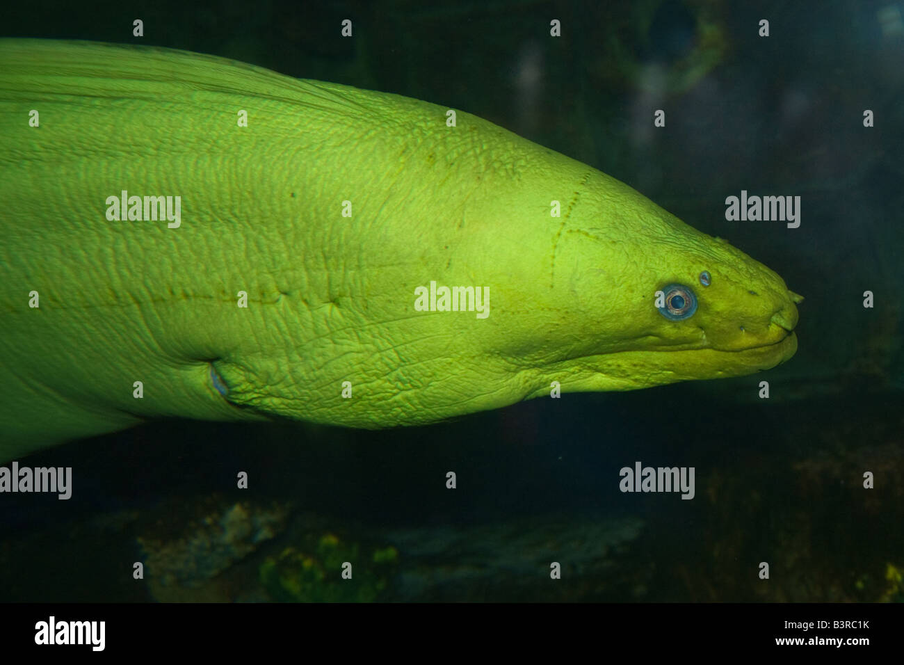 A close up colour head shot photograph of a green moray eel (001) Stock Photo