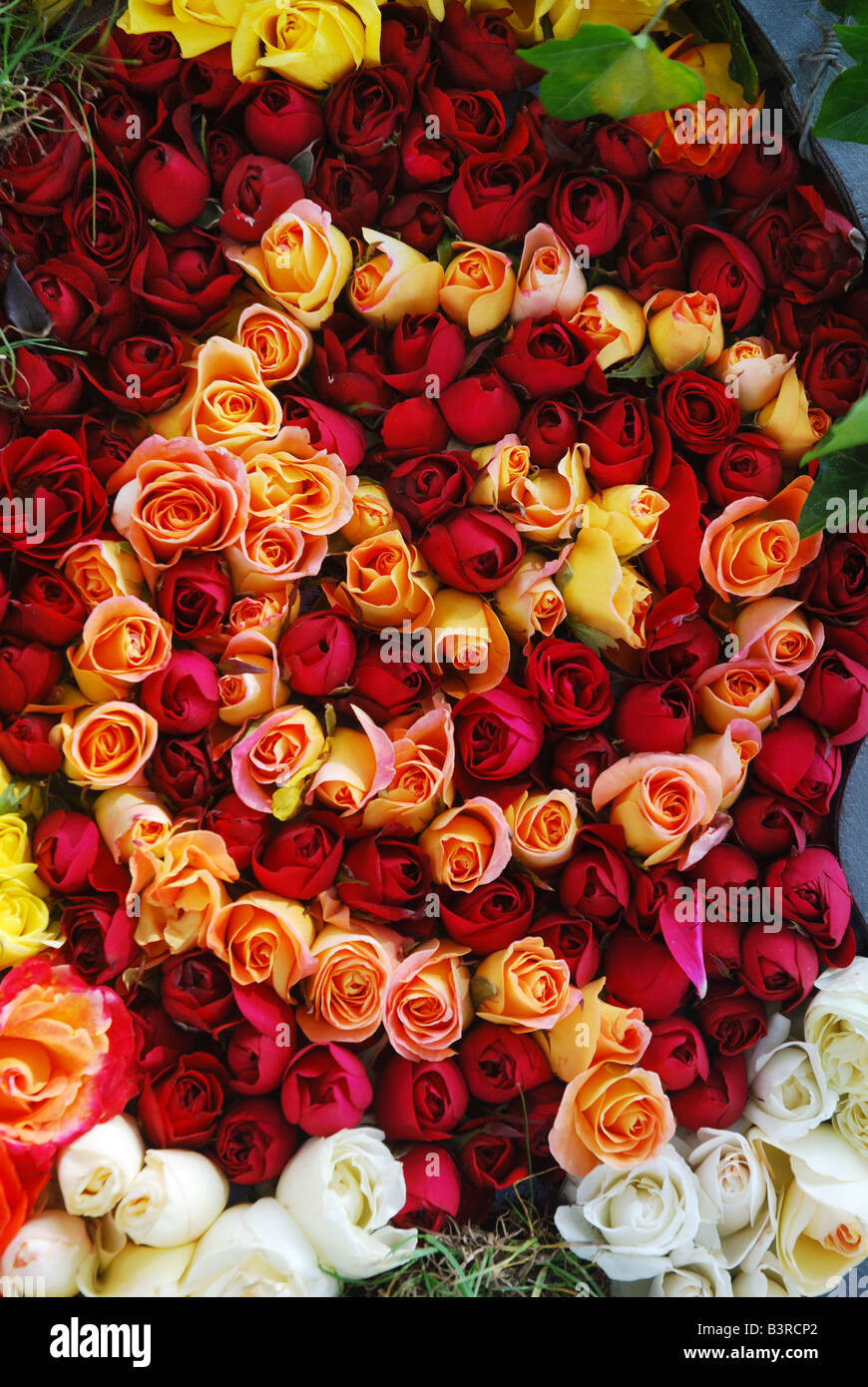 flower display at bi annual Rose festival Lottum Limburg Netherlands Stock Photo