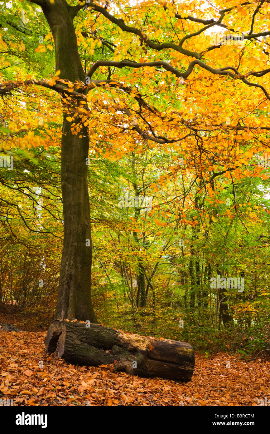 Autumn View of Kirk Wood an Ancient Woodland on the Chadkirk Estate at Romiley in Stockport Stock Photo