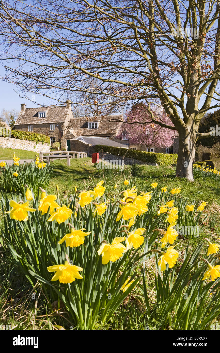 Springtime daffodils in the Cotswold village of Duntisbourne Abbots, Gloucestershire Stock Photo