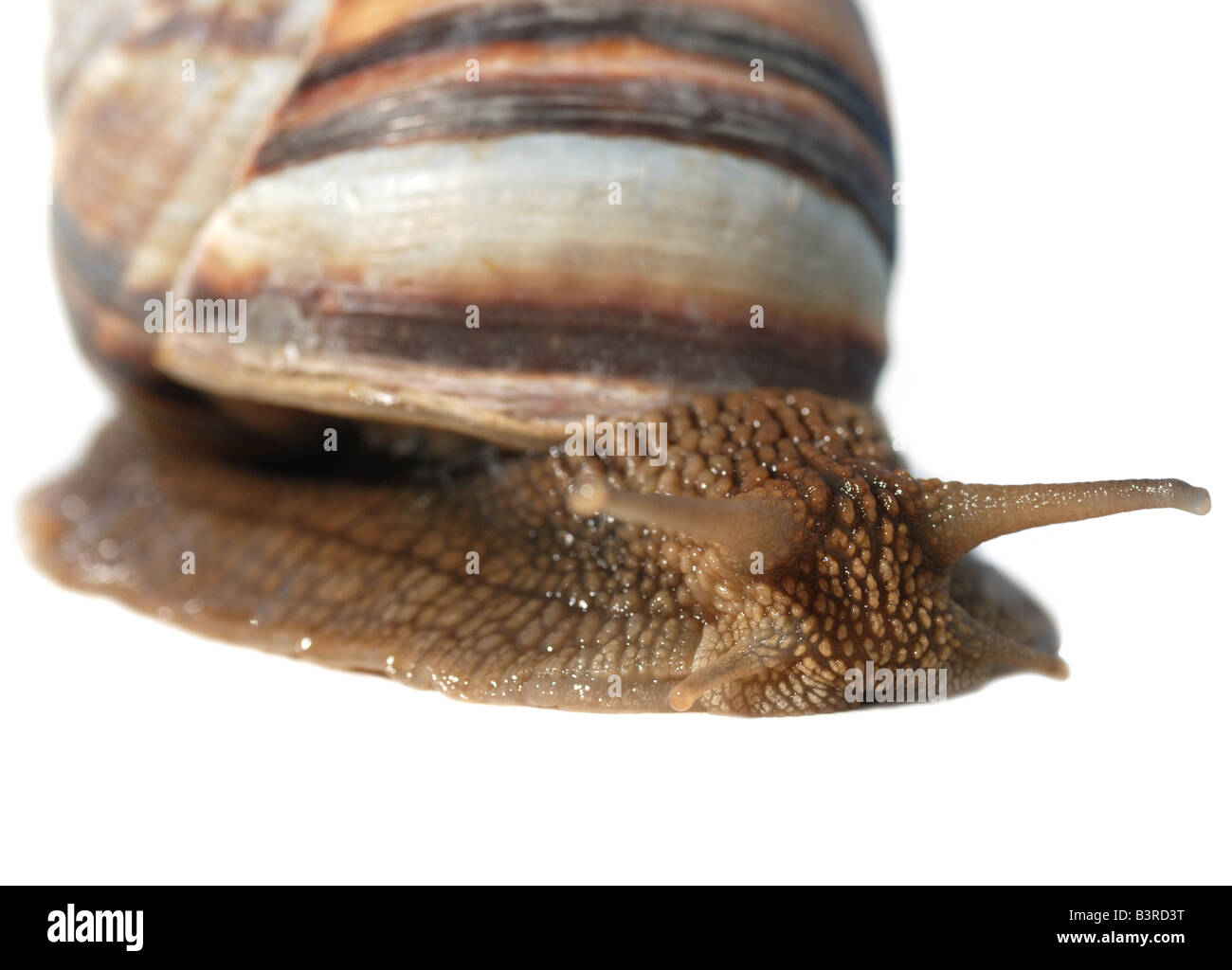Snail A photo close up snail With detailed study of a structure of a