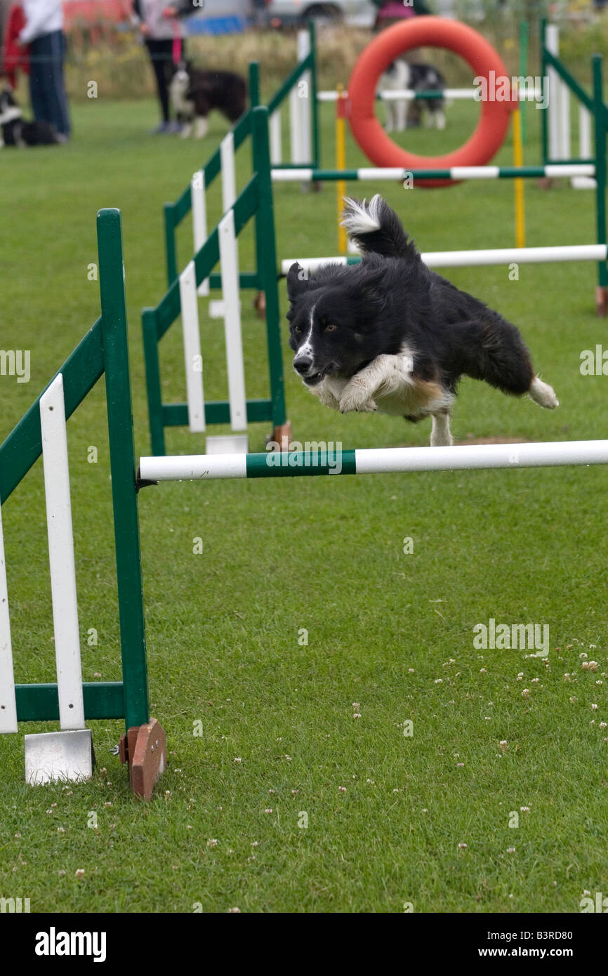 Dog Agility Stock Photo Alamy