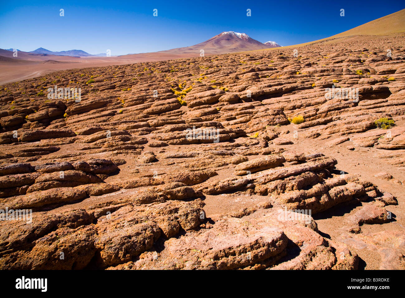 Plants of the andes hi-res stock photography and images - Alamy