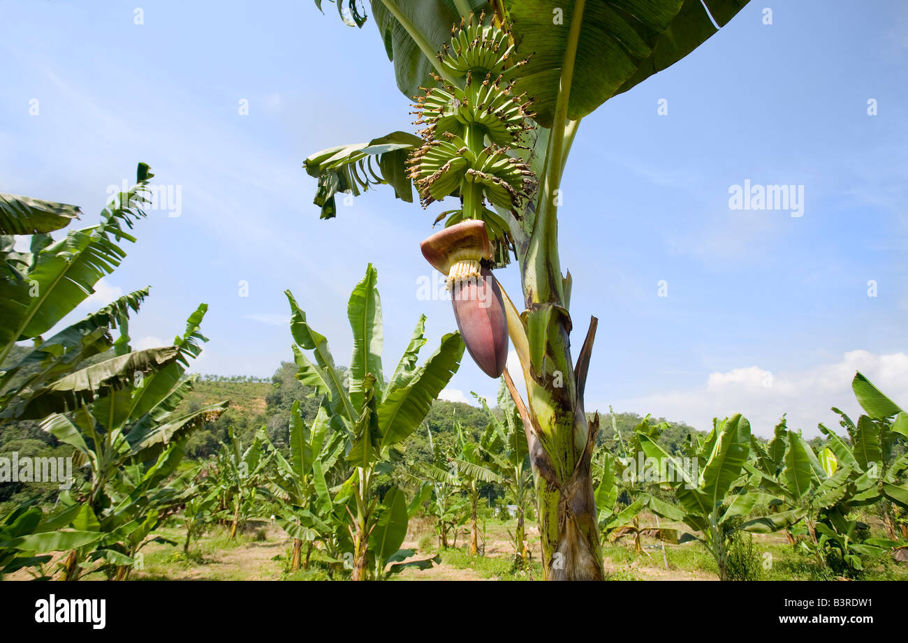 Banana flower growing on a tree in a banana plantation, Malaysia Stock Photo