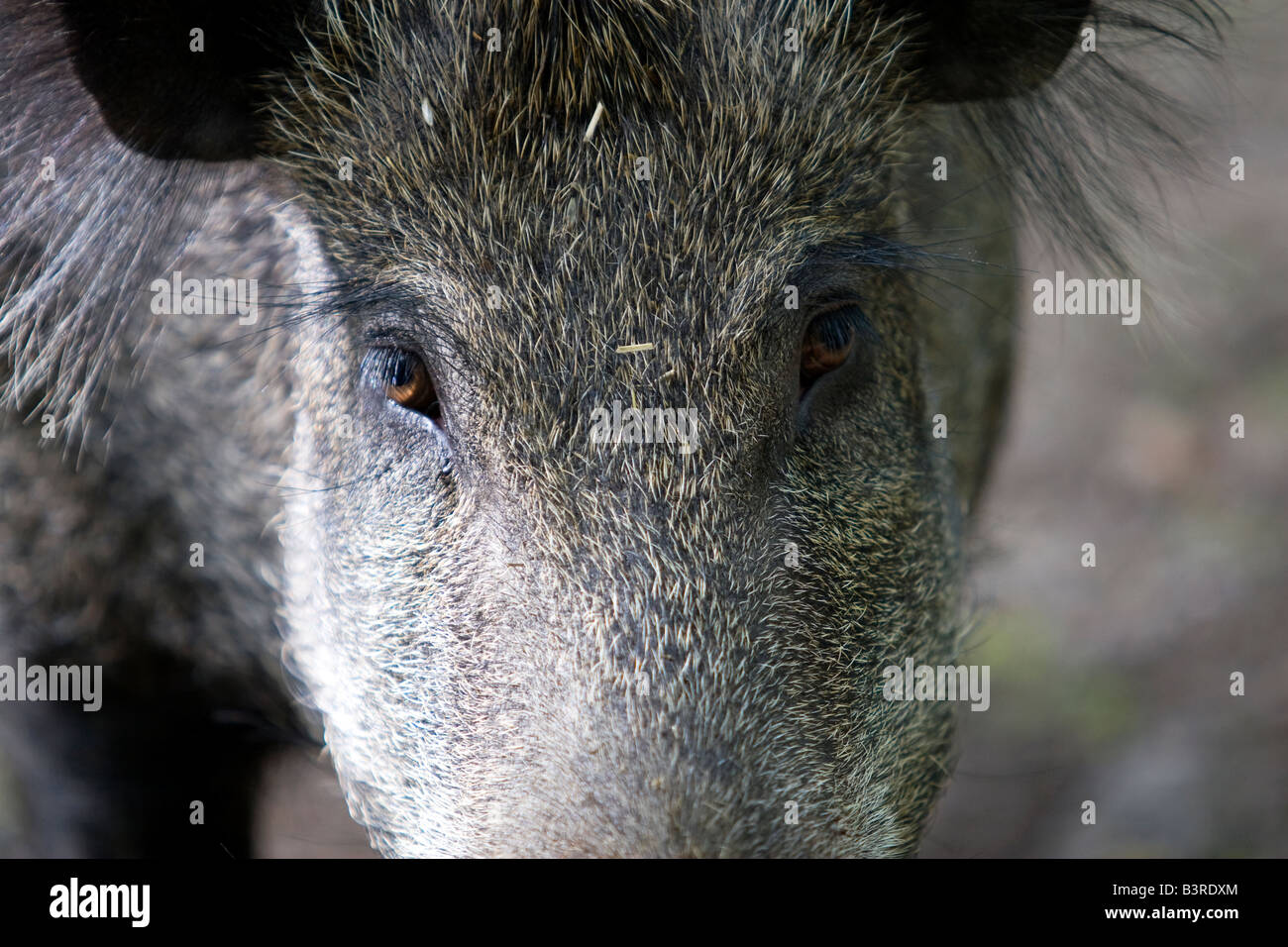 Close up on Wild Boar eyes Stock Photo Alamy