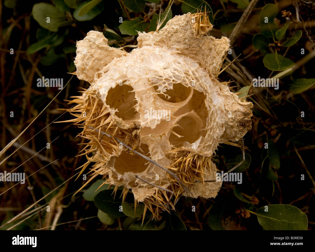 Bitter Cucumber Seed Pod Stock Photo Alamy