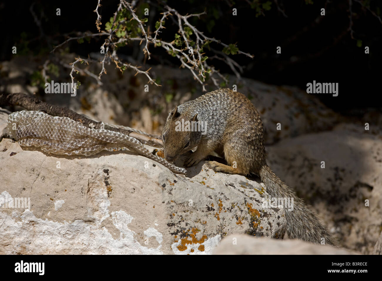 Rock Squirrel with Snake Skin (Spermophilus variegatus) Arizona USA Stock Photo Alamy