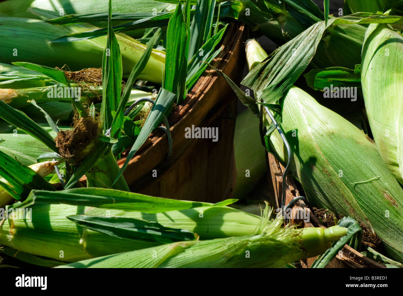 Bushel of corn hires stock photography and images Alamy