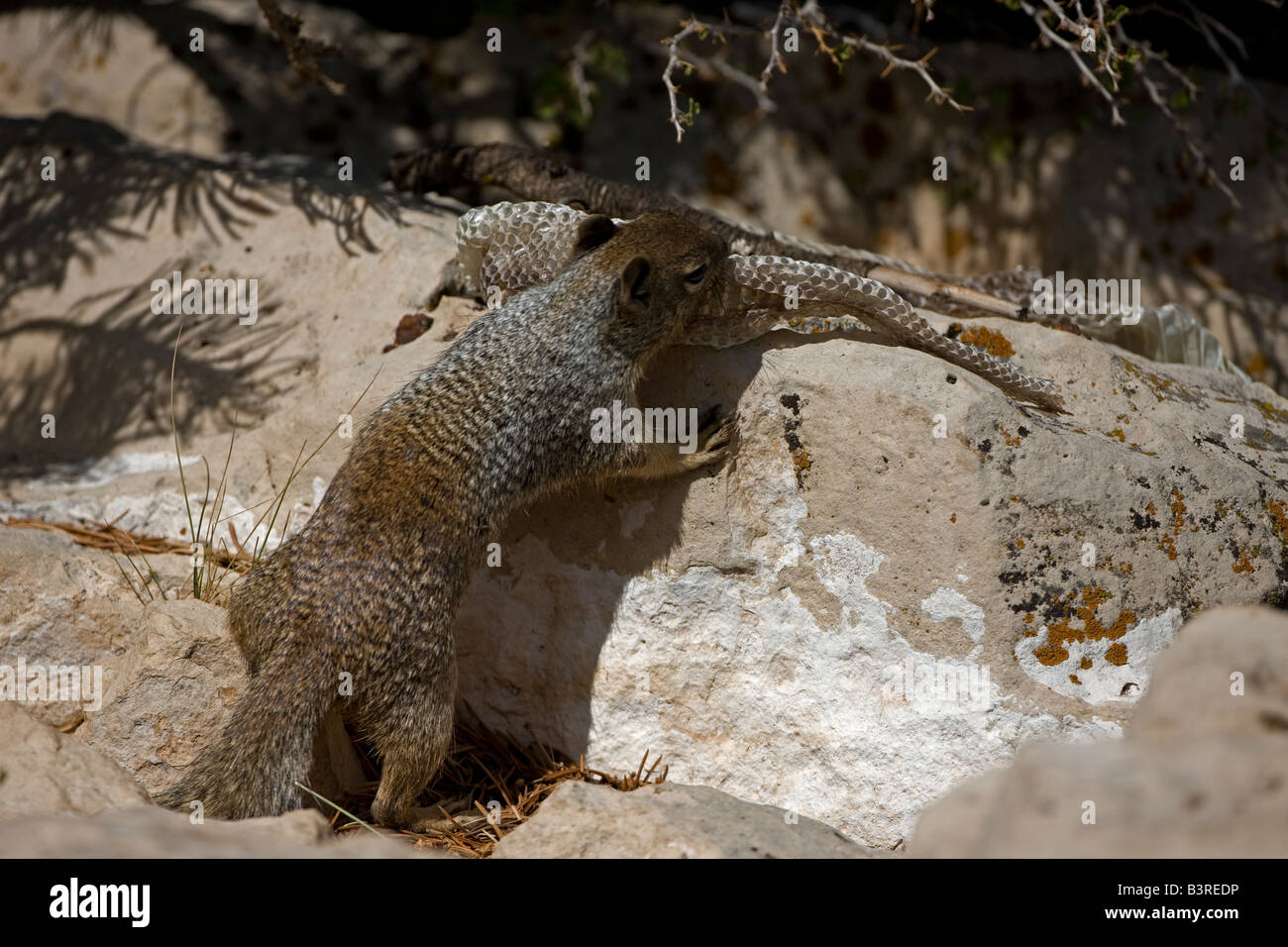 Rock Squirrel with Snake Skin (Spermophilus variegatus) Arizona USA Stock Photo Alamy