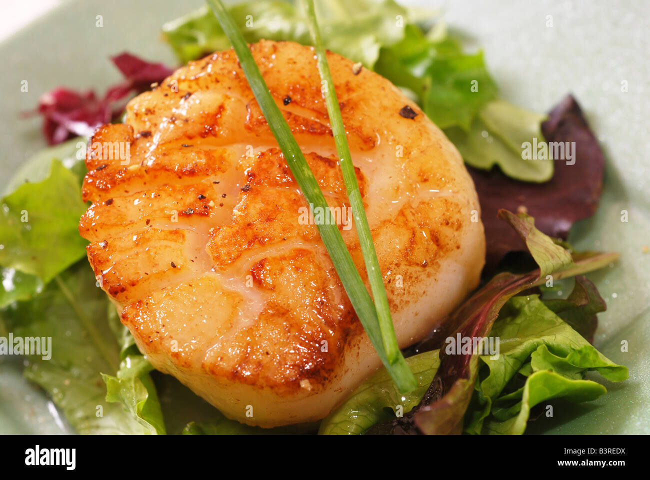 Scallop with field greens on a dinner plate Stock Photo