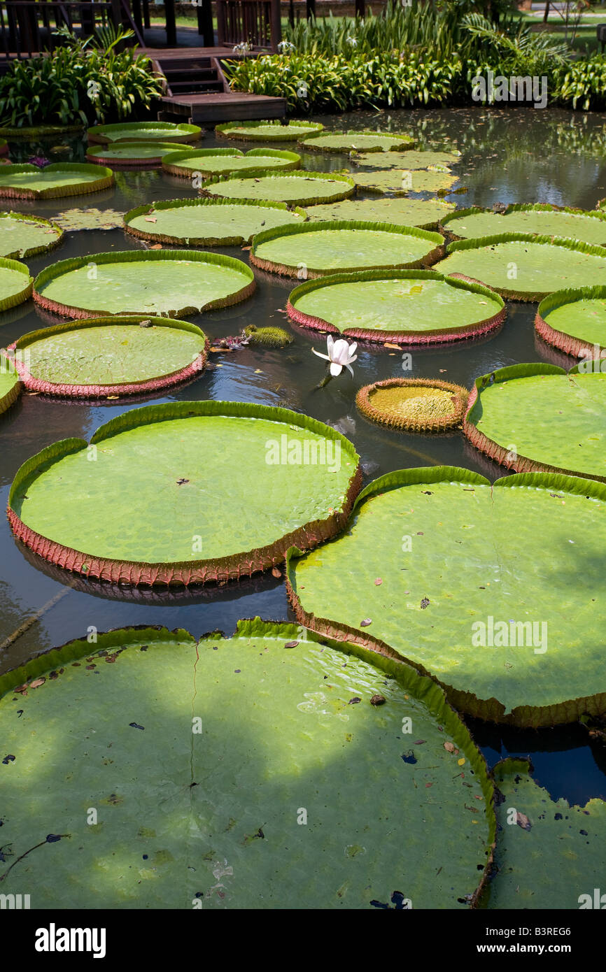 Victoria sp. water lily leaves floting on a lake Stock Photo