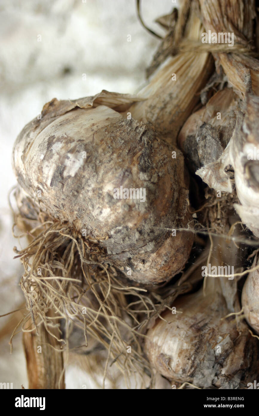 garlic cloves hanging on the wall Allium sativum France Stock Photo Alamy