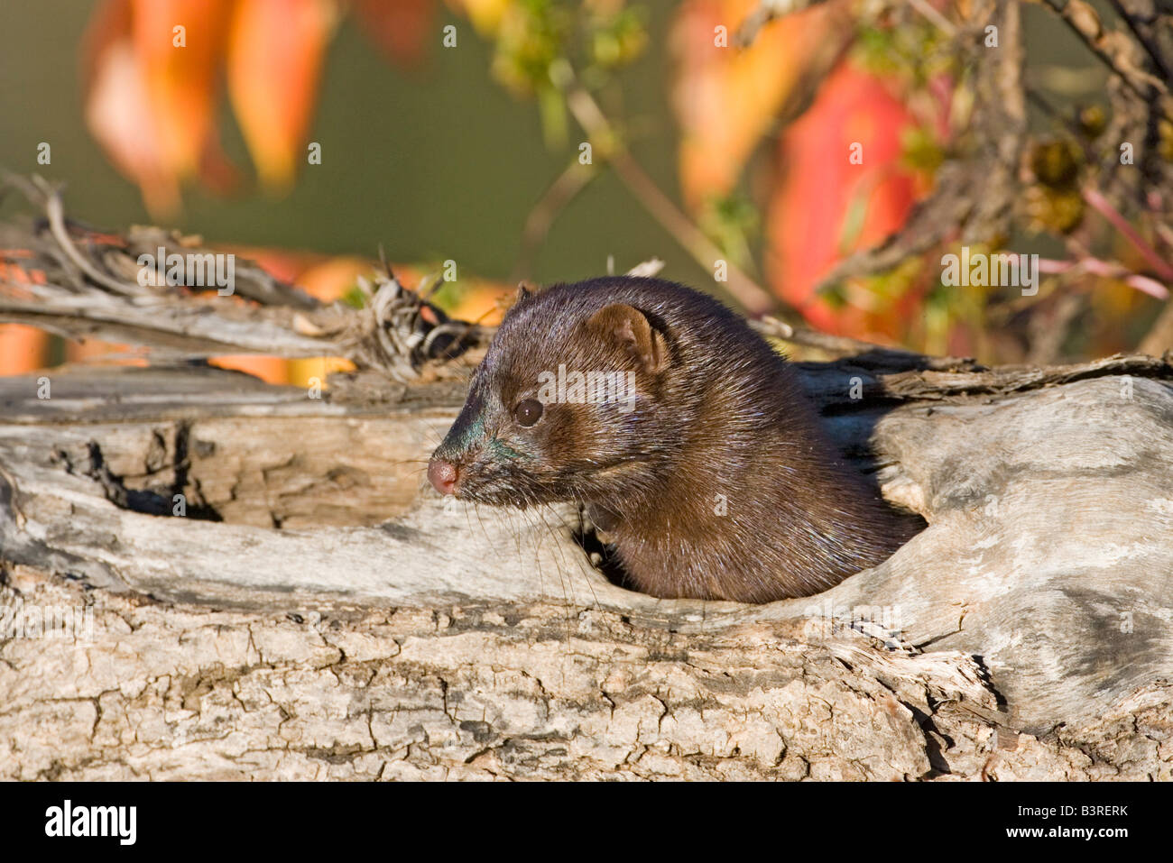 Mustelid hires stock photography and images Alamy