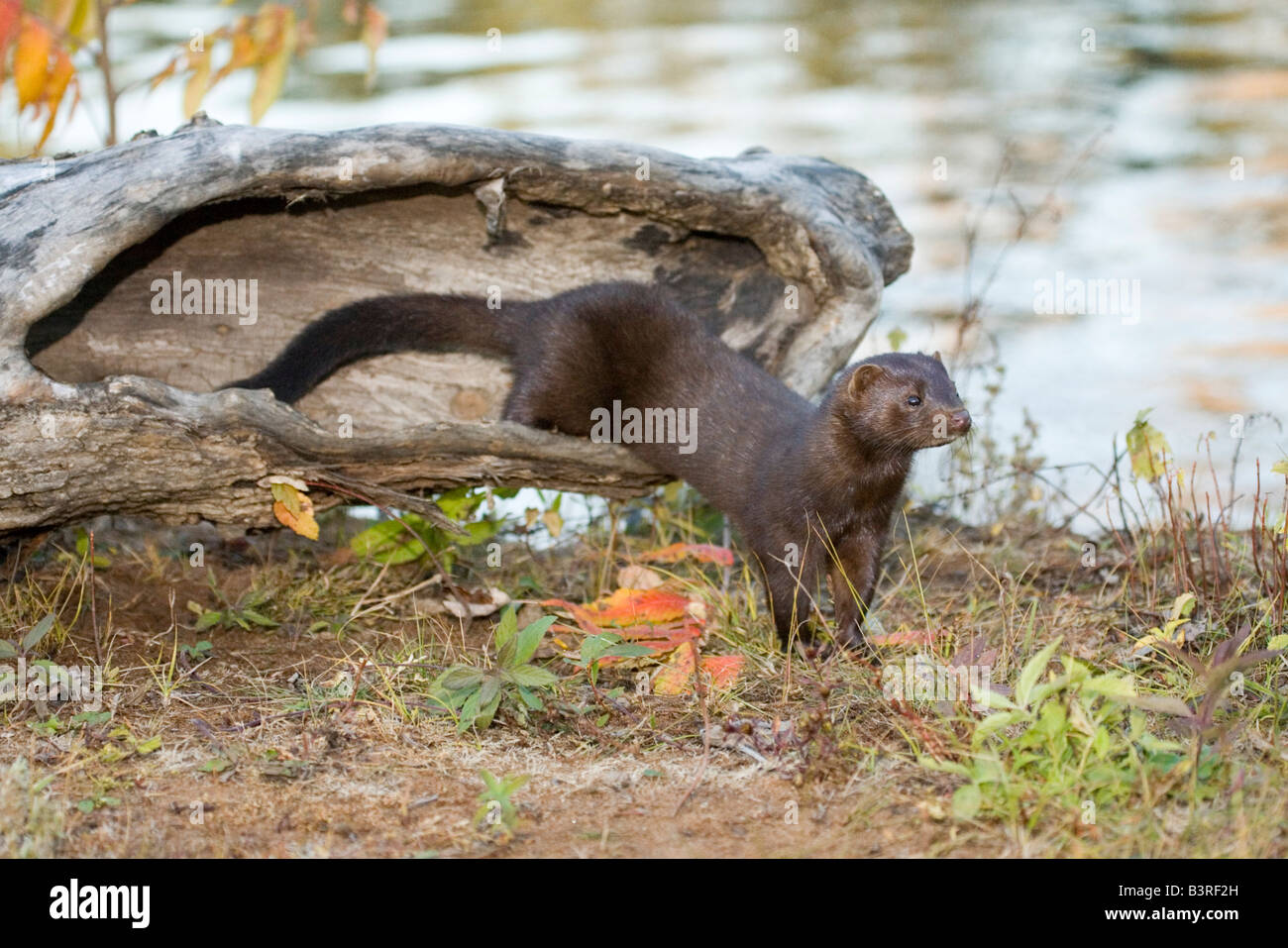 Mink Mustela vison Sandstone Minnesota United States 5 October Adult Captive Mustelidae Stock