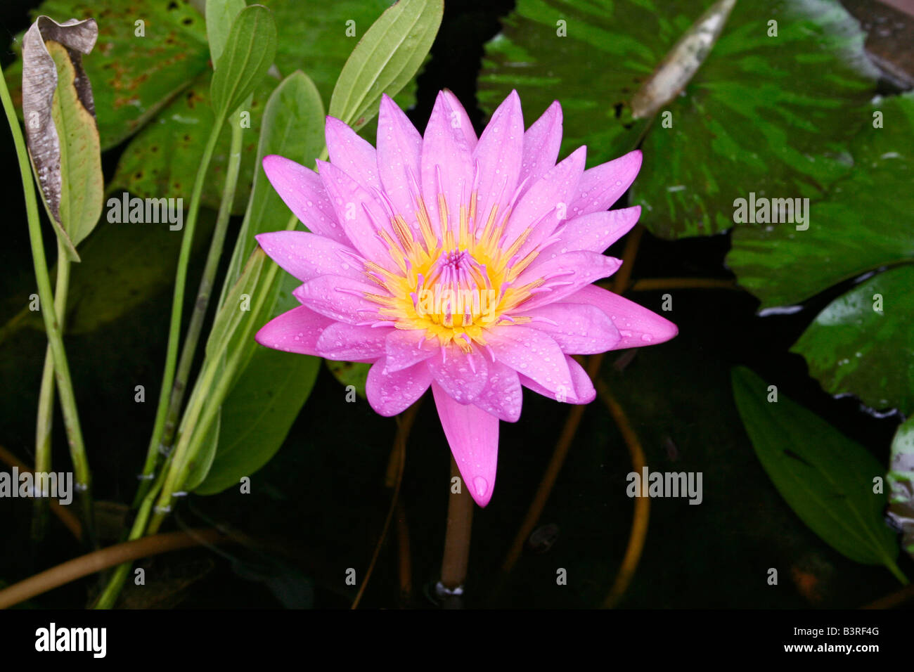 Pink yellow tropical water lily in flower, Thailand Stock Photo