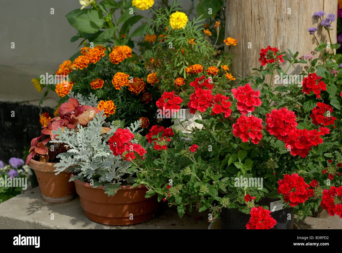 geranium and marigolds Stock Photo Alamy