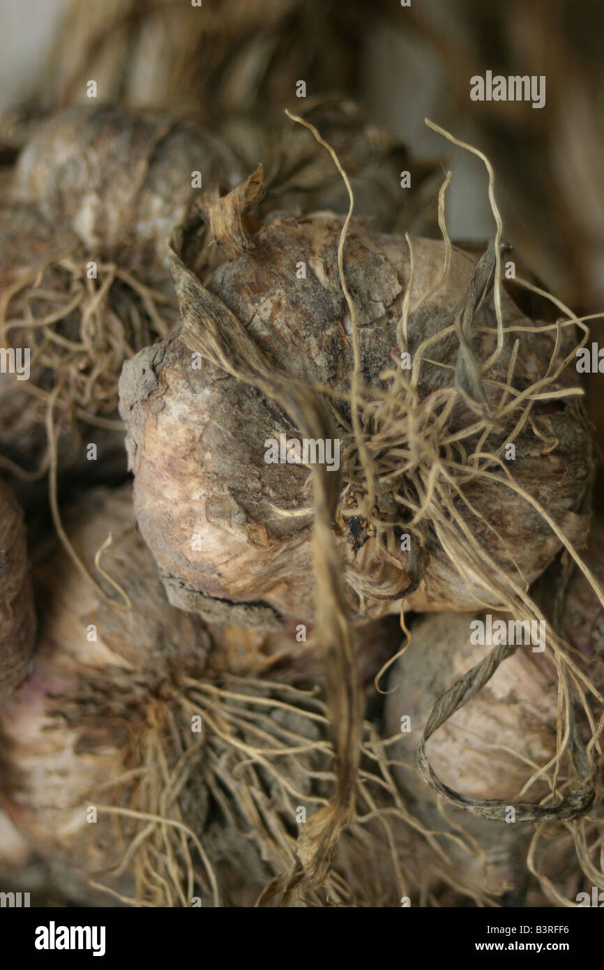 garlic cloves hanging on the wall Allium sativum France Stock Photo Alamy
