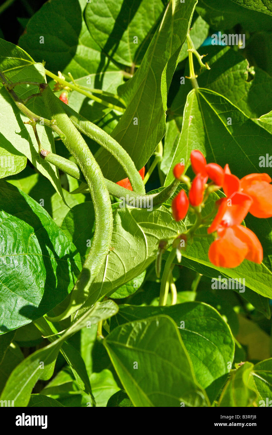 Scarlett runner bean hi-res stock photography and images - Alamy