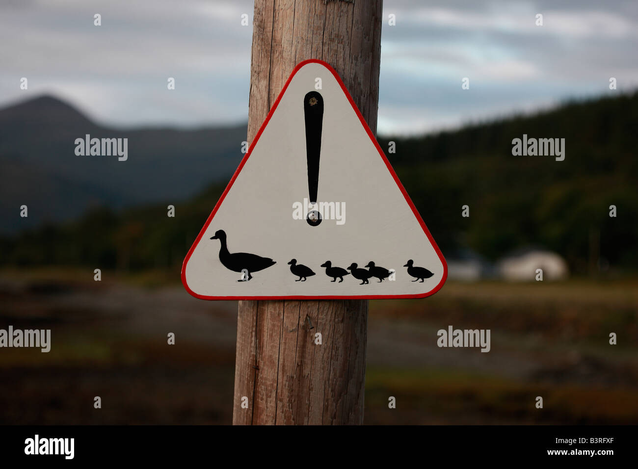 Road sign warning of ducks crossing Stock Photo