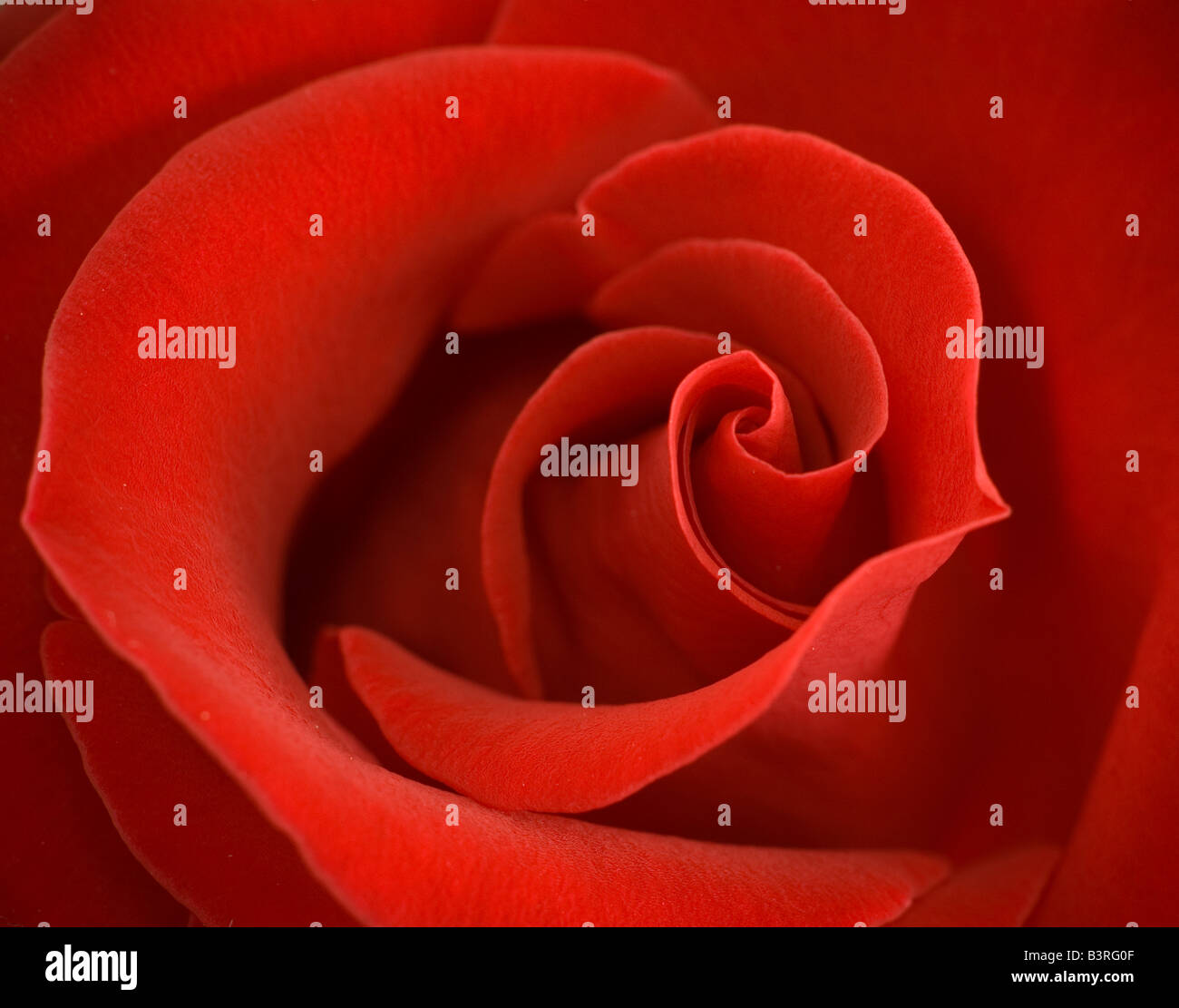 Love in bloom hi-res stock photography and images - Alamy