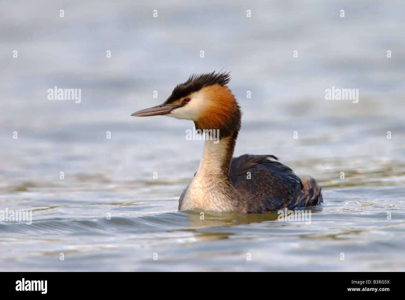 Great Crested Grebe (Podiceps cristatus) searching for food for her chick. Stock Photo