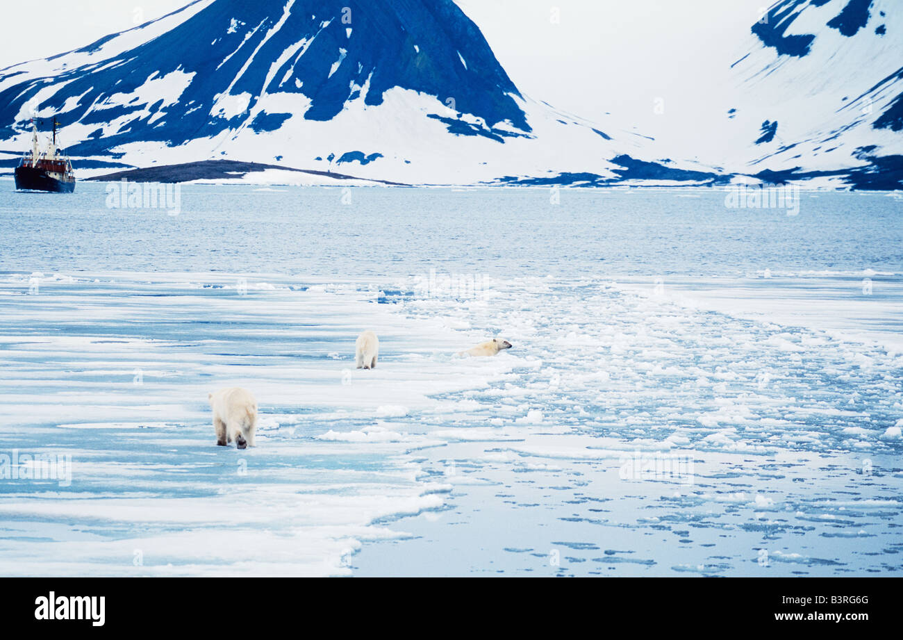 Polar bear mother with two cubs on the ice one of the cubs swim in the ...