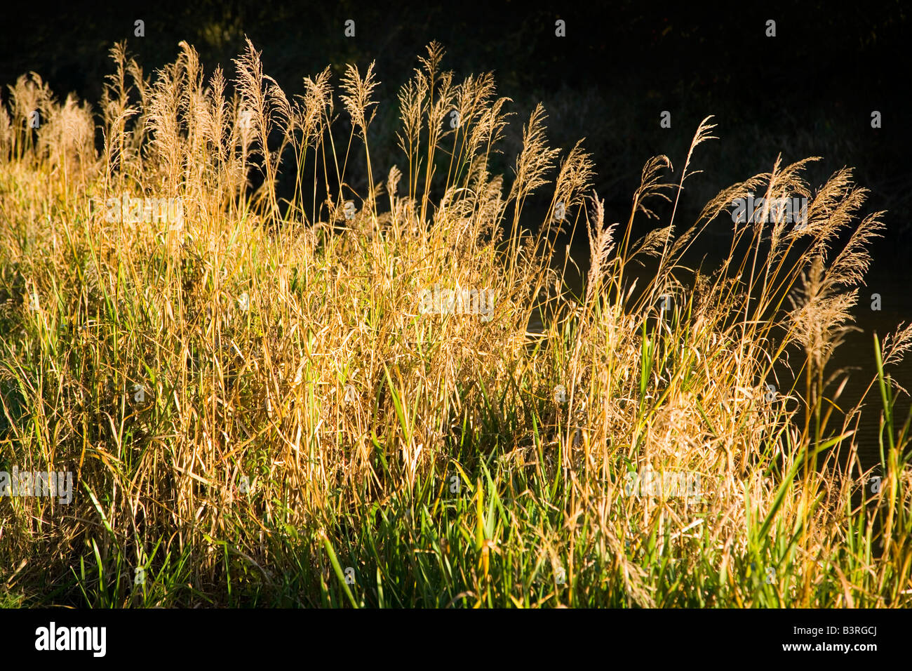 Canalside grasses hi-res stock photography and images - Alamy