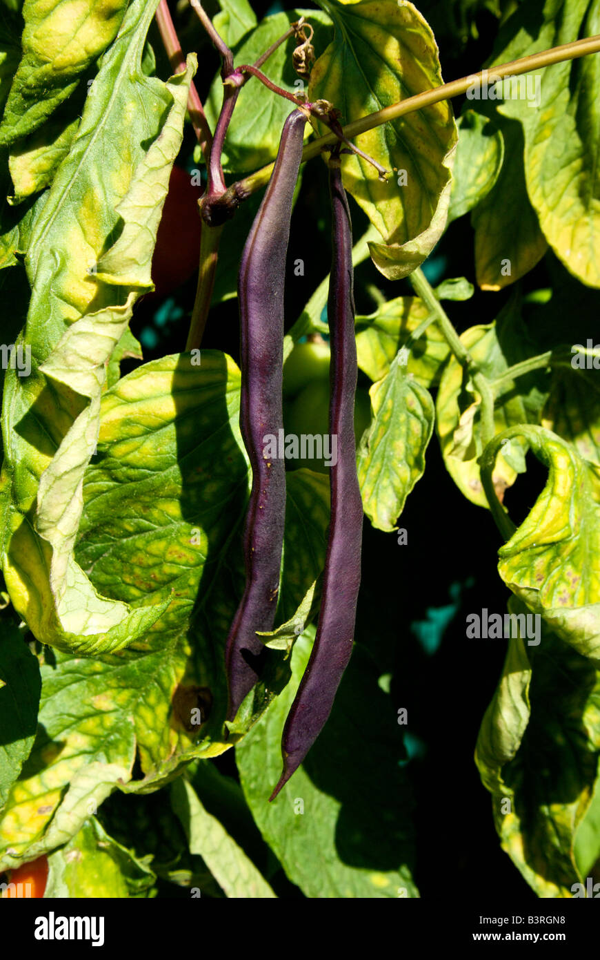 Bean pole hi-res stock photography and images - Alamy