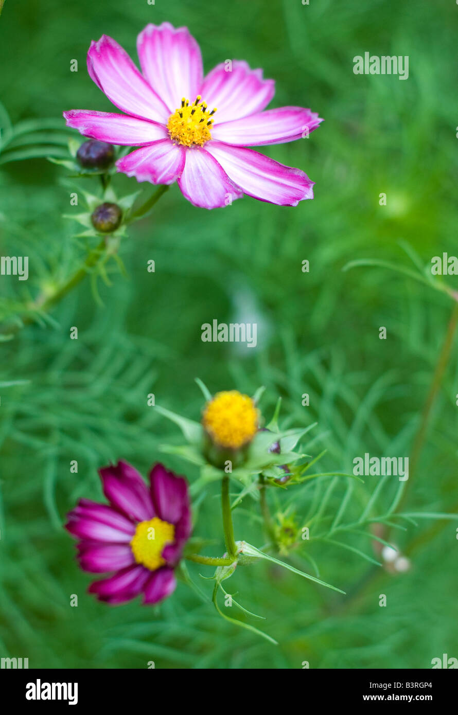 Wild Flowers in Hampshire, England Stock Photo Alamy