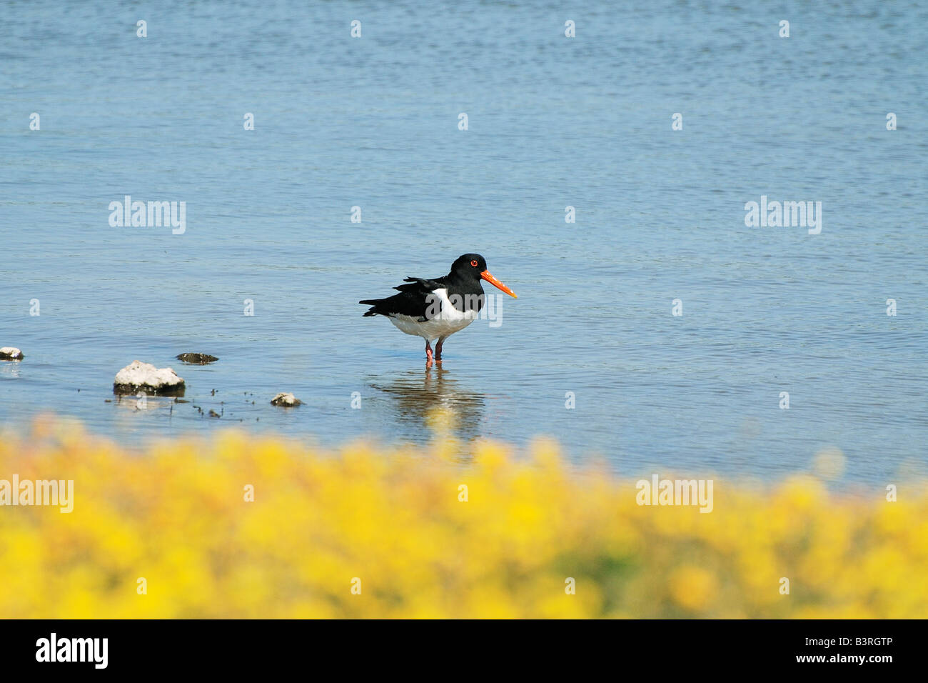 Oystercatcher Haematopus ostralegus at the RSPB Conwy nature reserve Stock Photo