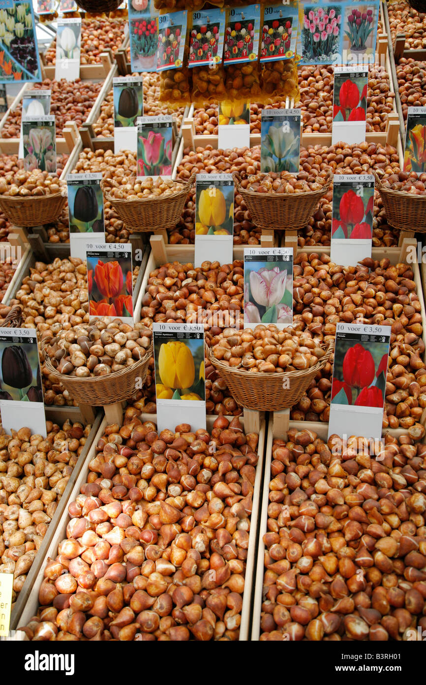 Tulip bulbs, Flower Market, Amsterdam, Netherlands Stock Photo Alamy